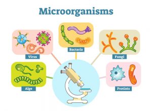 Micro organisms in hindi, सूक्ष्म जीव विज्ञान