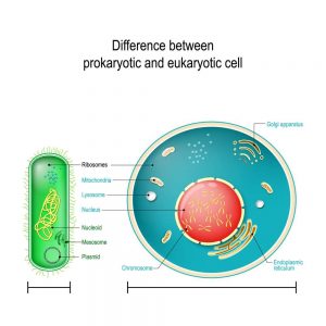 Types of cell in hindi, कोष के प्रकार